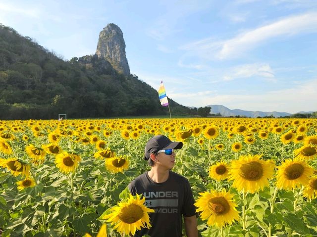 ทุ่งทานตะวัน  ลพบุรี