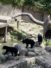 比較上海迪士尼，遛娃更值得去的地方- 上海動物園🐯🐼
