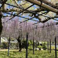 🌸🇯🇵 Uji Wisteria – A Purple Curtain Over Kyoto’s Phoenix Hall