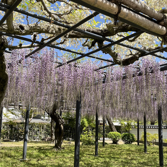 🌸🇯🇵 Uji Wisteria – A Purple Curtain Over Kyoto’s Phoenix Hall