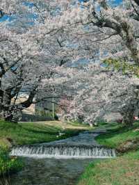 🌸 Kannonji River – อุโมงค์ซากุระริมแม่น้ำ