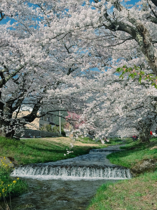 🌸 Kannonji River – อุโมงค์ซากุระริมแม่น้ำ