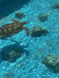 沖繩美麗海水族館🐬