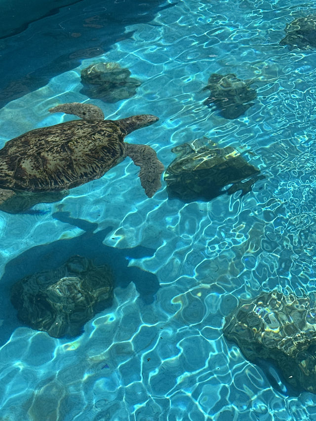 沖繩美麗海水族館🐬