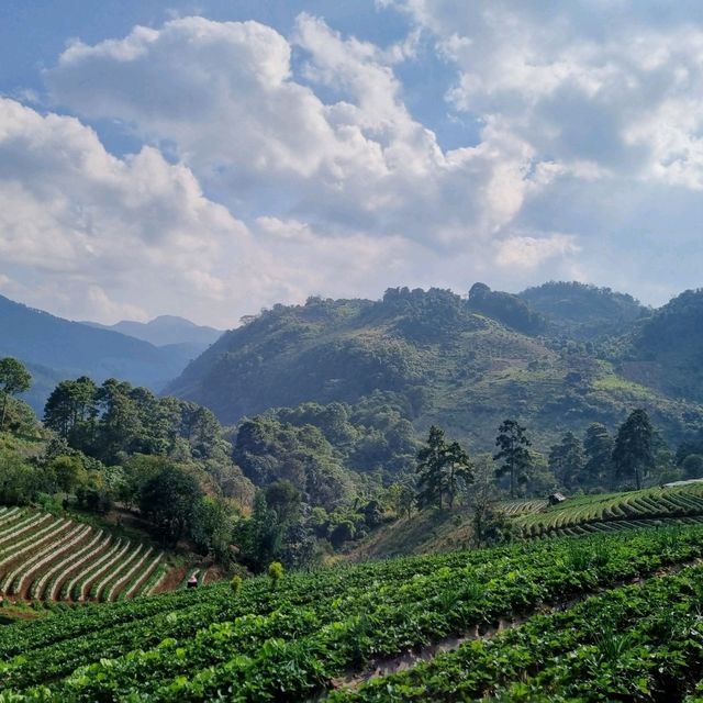 ไร่สตรอว์เบอร์รี่ จังหวัดเชียงใหม่