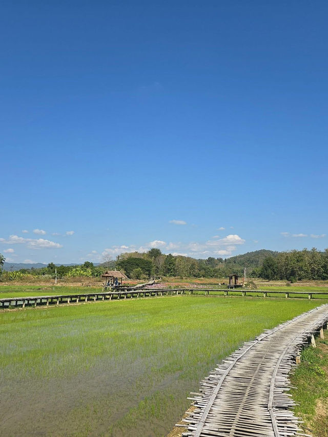 บ้านนาต้นจั่น: เสน่ห์ชนบทกลางหุบเขา
