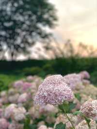 【群馬】紫陽花とホタルが鑑賞できる公園