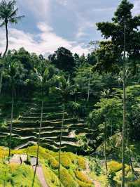 The Green Stairway to Heaven – Tegallalang Rice Terrace