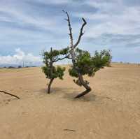 Jockey’s Ridge State Park – Nags Head