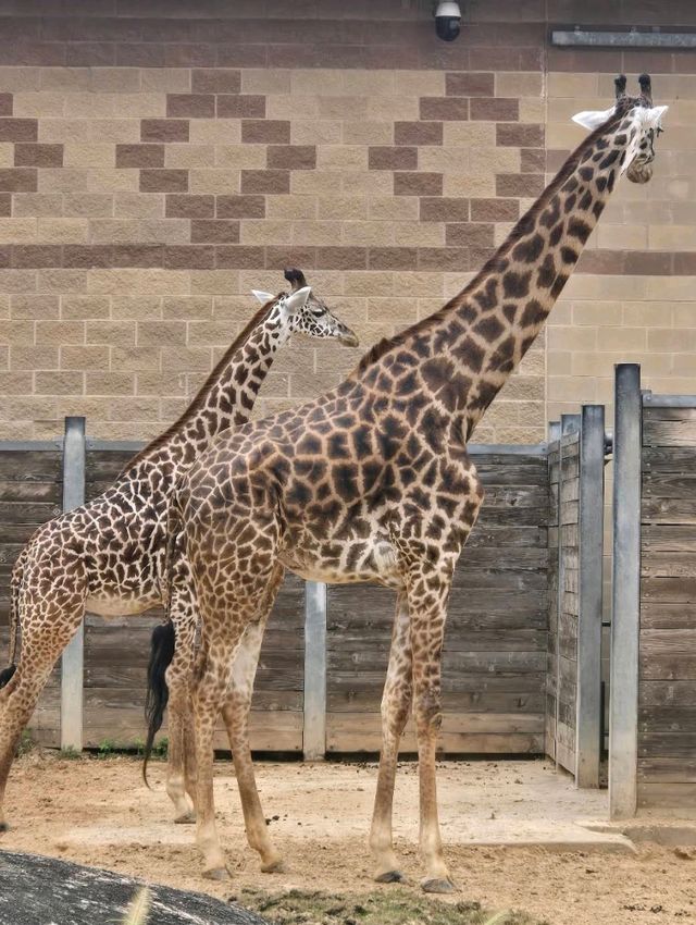 Houston Zoo