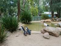 🐨 Featherdale Wildlife Park สวรรค์ของคนรักโคอาล่า
