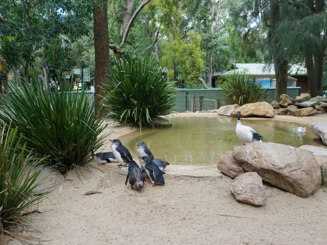 🐨 Featherdale Wildlife Park สวรรค์ของคนรักโคอาล่า
