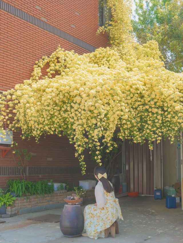 피드로도 기록해보는 창원의 노란빛 순간들💛