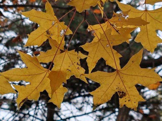 Autumn Palette in Olympic Forest Park: A Symphony of Gold and Blush