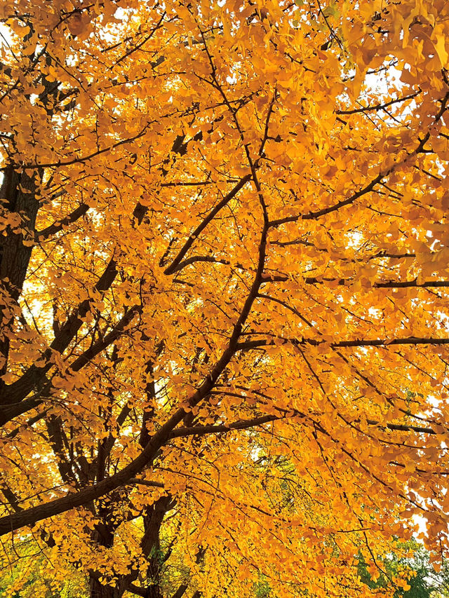 🍁 Maple Avenue at Expo Park – Beijing’s Autumn Must-Visit