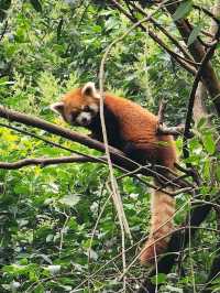 “Panda Paradise: Chengdu’s Living Conservation Garden”