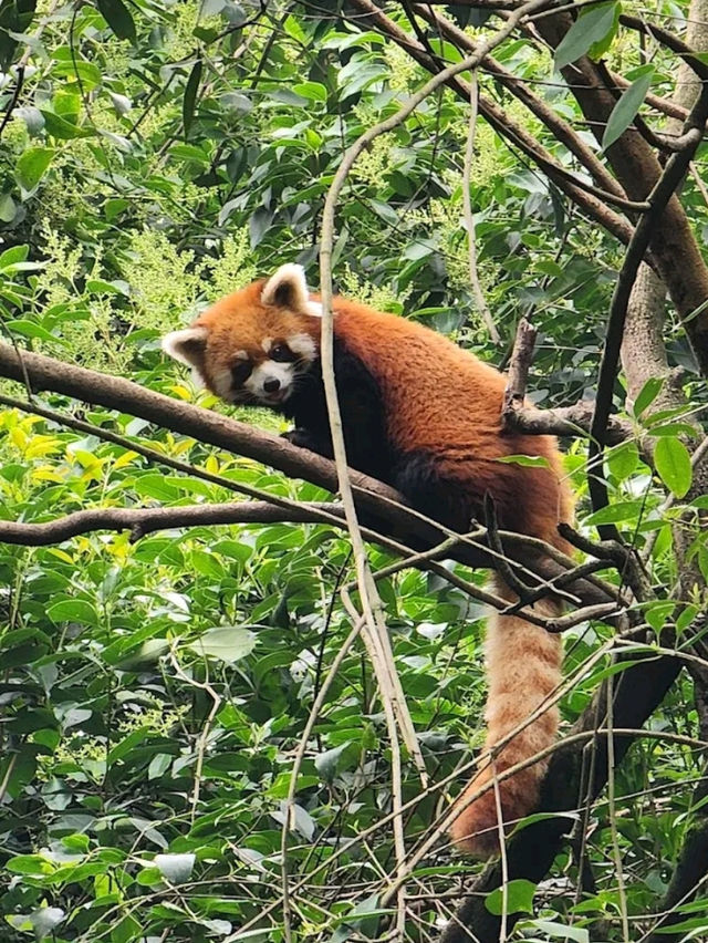 “Panda Paradise: Chengdu’s Living Conservation Garden”