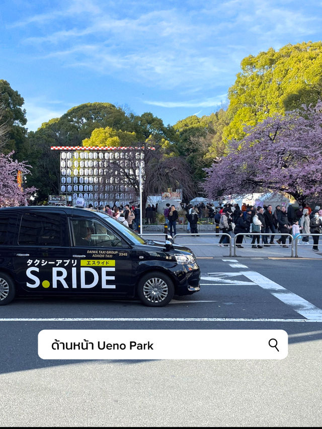 3 พิกัดดูซากุระบานที่ Ueno 🌸