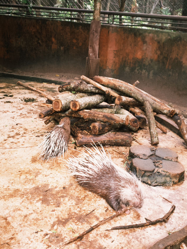 สวนสัตว์เปิดเขาเขียว 🌳🐘🦒🦌🌲