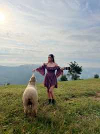 ฟาร์มแกะ ดอยช้าง 🐑