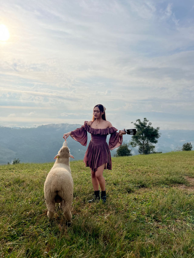 ฟาร์มแกะ ดอยช้าง 🐑