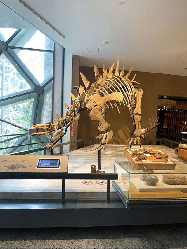เดินเล่นในดงสัตว์ดึกดำบรรพ์ขนาดเท่าตัวจริง 🦕