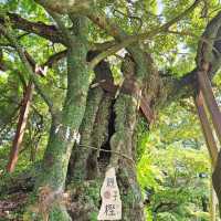 森の静寂に包まれる、惣河内神社⛩️🌿