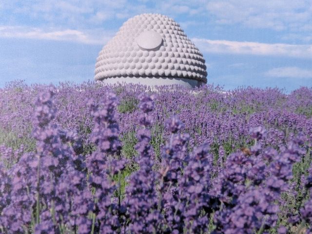 「薰衣草花海中的奇蹟──北海道頭大佛」