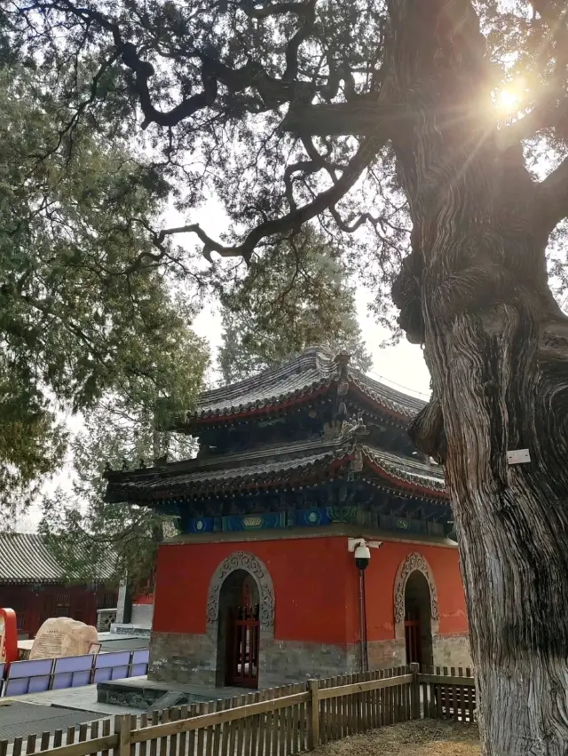 北京大覺寺 - 千年古樹與茶的聖地
