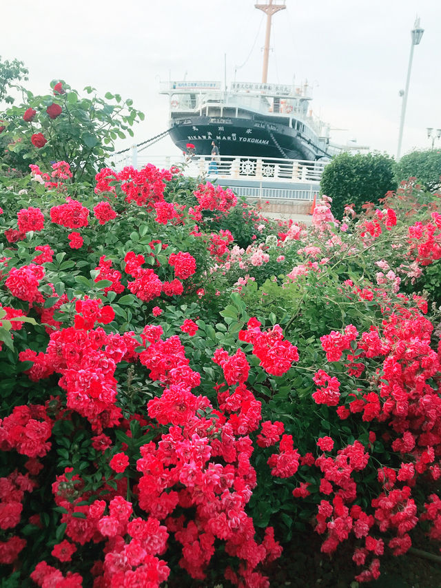 🌹 横浜 山下公園のバラと中華街グルメ・文化めぐり  🌹 横浜 山下公園のバラと中華街グルメ・文化めぐり