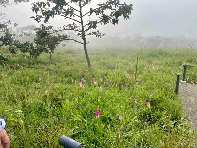 ชวนเที่ยวชมธรรมชาติสวยที่ชัยภูมิ🌿