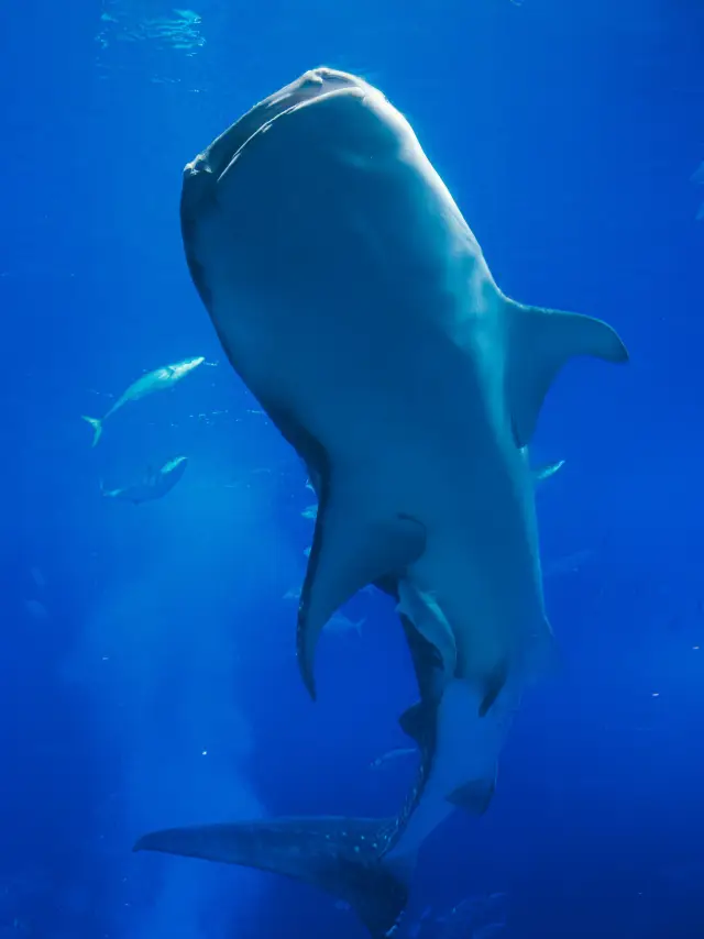 沖繩美麗海水族館!!很大的鯨鯊!
