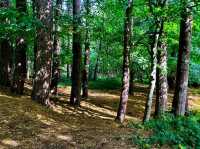 🌳 Sutton Park – Nature’s Playground in Birmingham 🌳