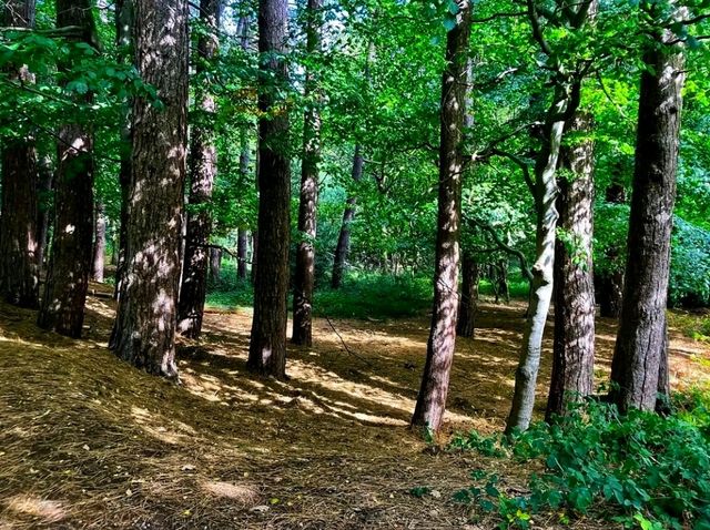 🌳 Sutton Park – Nature’s Playground in Birmingham 🌳
