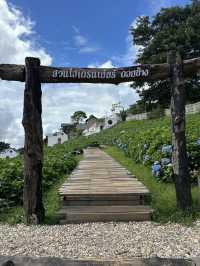 🌸 Hydrangea-San – A Blooming Paradise in Doi Chang