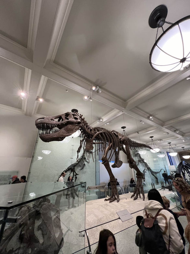 ［紐約旅行］紐約自然歷史科學博物館American Museum of Natural History🦴晚上會活起來的博物館