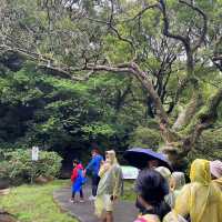 🌸⛰️ Yangming Park – The Heart of Yangmingshan 🌳✨