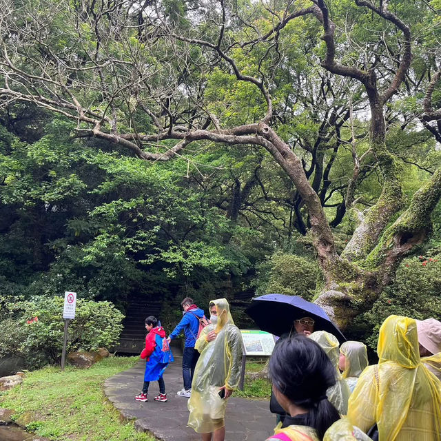 🌸⛰️ Yangming Park – The Heart of Yangmingshan 🌳✨