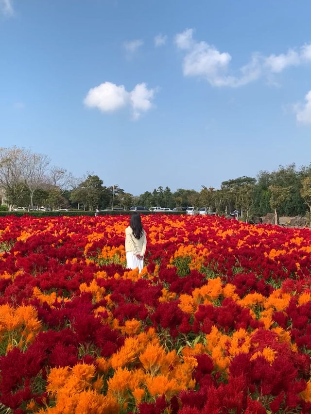 제주 가을꽃 무료로 볼 수 있는 농업기술원서부농업기술센터