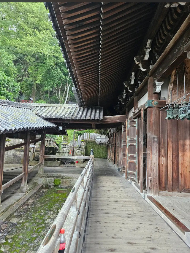 도다이읻