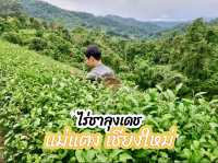 ไร่ชาลุงเดช เชียงใหม่ 🍵🌿🍃