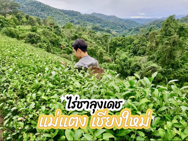 ไร่ชาลุงเดช เชียงใหม่ 🍵🌿🍃