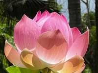 SSR Botanic Garden - Mauritius 