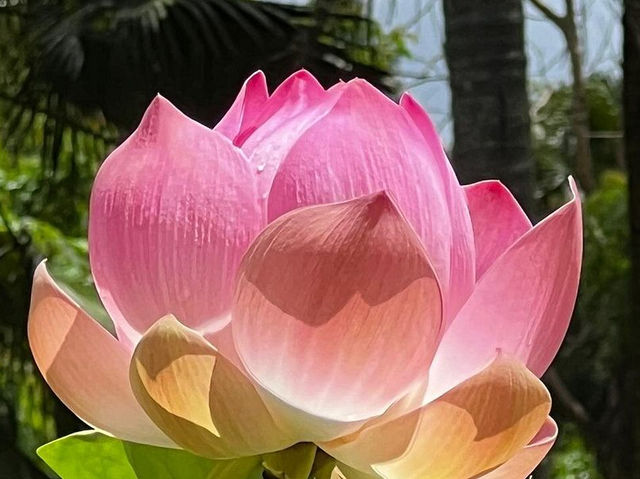 SSR Botanic Garden - Mauritius 