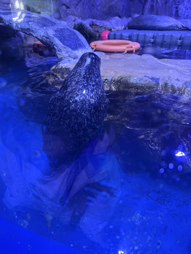 Make a Splash at Aqua Planet Jeju: The Ultimate Family Day Out! 🐠🌊