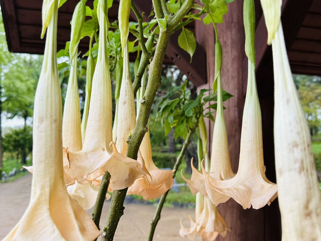 Daejeon Hanbat Arboretum