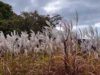 北海道秘境✨由仁花園3.2萬株地膚草鋪成秋日絨毯