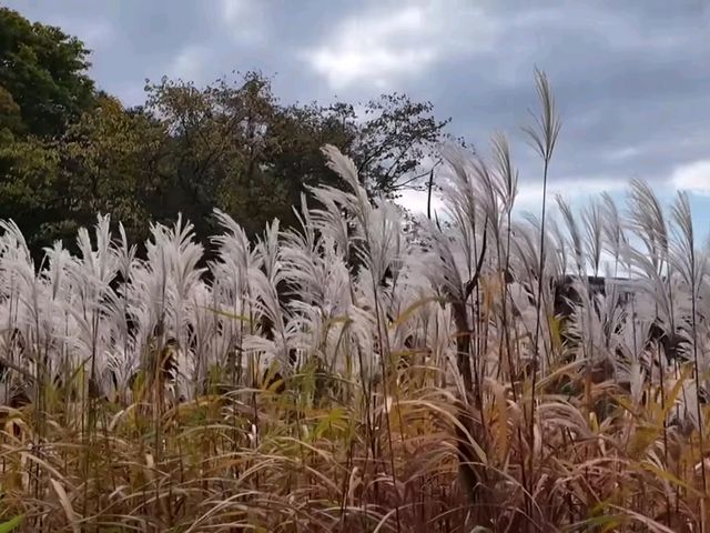 北海道秘境✨由仁花園3.2萬株地膚草鋪成秋日絨毯
