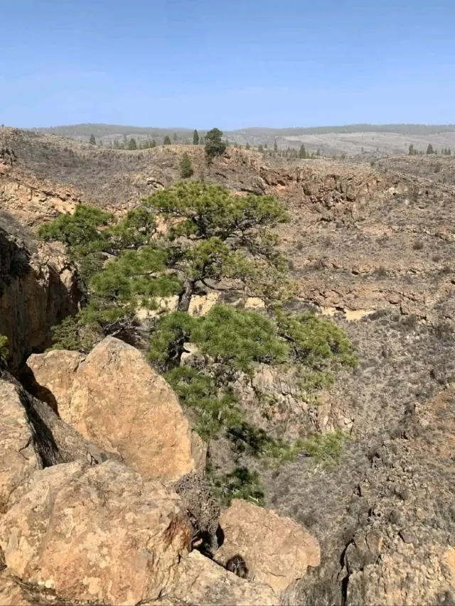 A Quiet Slice of Authentic Canary Island Life