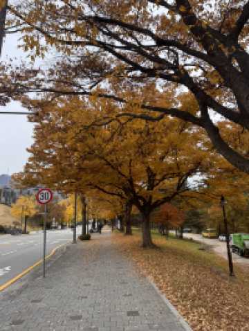 Beauty of K-Autumn 🥹